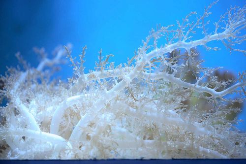 青岛海底世界--水母 - 即墨信息港