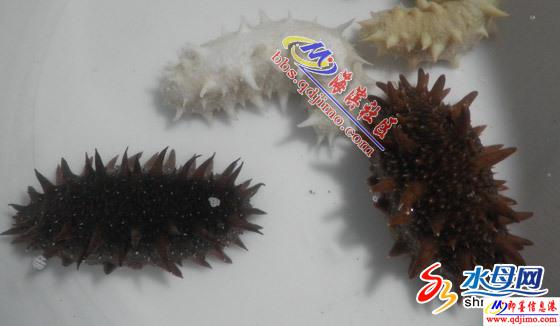 白玉参图片