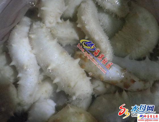 白玉参图片