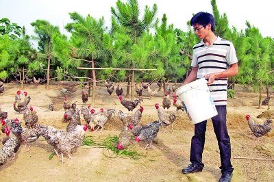 大学生为照顾病母回家养鸡 靠办辅导班完成学