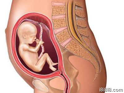 怀孕5个月胎儿有多大?小编详解