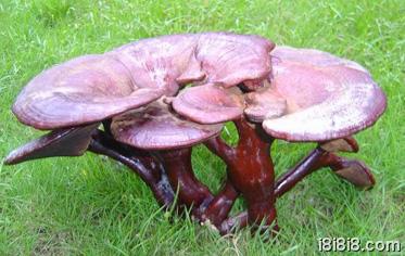 孕期饮食 孕妇可以吃灵芝吗?