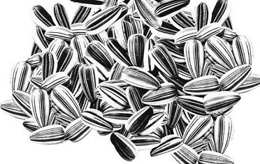 周公解梦 孕妇梦见吃瓜子寓意详解