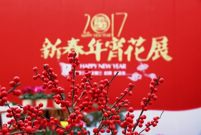 海宁:花卉小镇年宵花畅销幕后英雄--即墨经济,