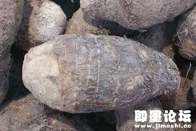 咱即墨的白庙芋头久负盛名,一斤可卖出十几元