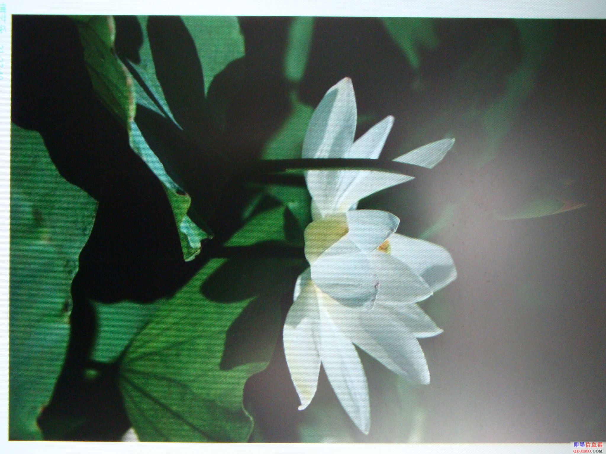 荷花的别名及用途