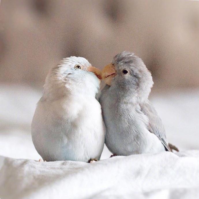 查看:577 * 贴子主题:相互依偎的小鹦鹉