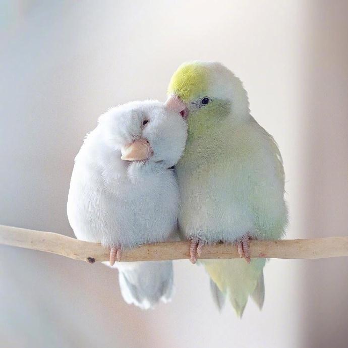 查看:577 * 贴子主题:相互依偎的小鹦鹉